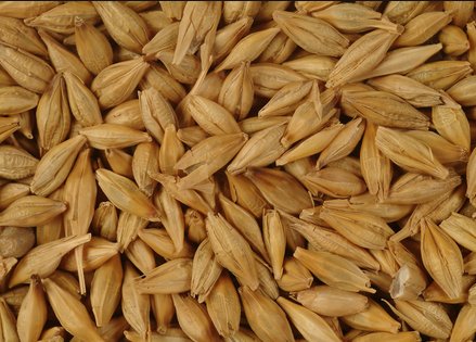 barley.jpg