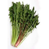 dandelion.jpg