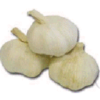 garlic.gif