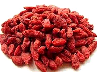 gou_qi_zi.jpg