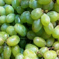 grapes.gif