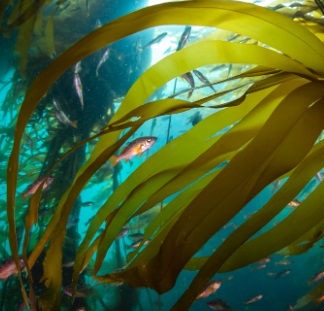 kelp.jpg