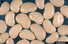 lima_bean.jpg