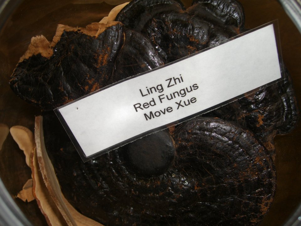 ling_zhi.jpg