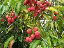 lychee.jpg