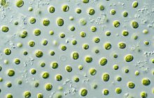 microalgae.jpg