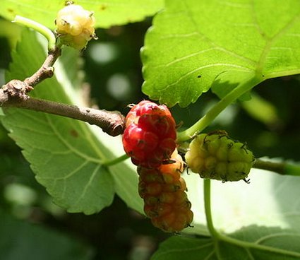 mulberry.jpg
