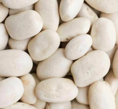 navy_bean.jpg