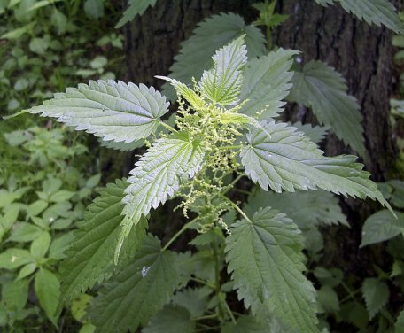 nettle.jpg