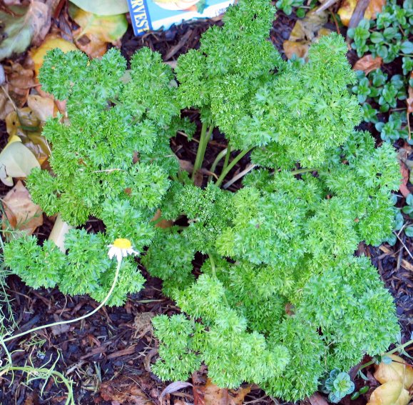 parsley.jpg