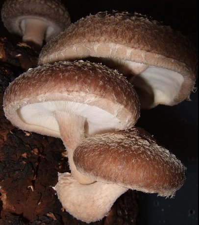 shiitake.jpg