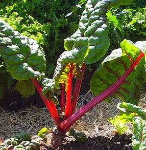 swiss_chard.jpg