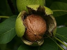walnut.jpg