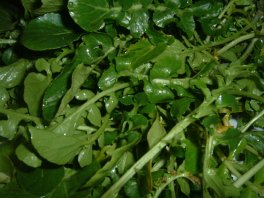 watercress.jpg