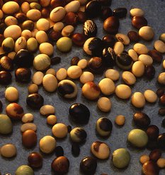 yellow_soybean.jpg